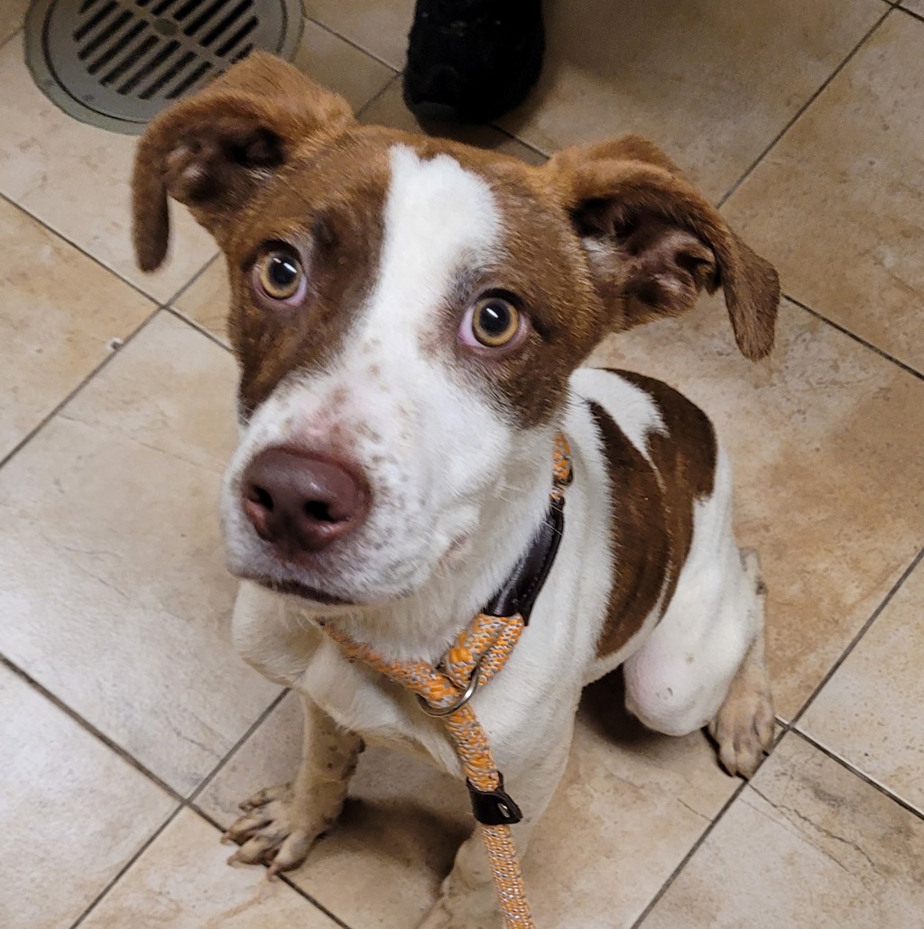Shelter Stray Male Dog last seen SE 117th/ Market, PORTLAND, OR, 97233, 1700 W Historic Columbia River Hwy, Troutdale, OR 97060, USA