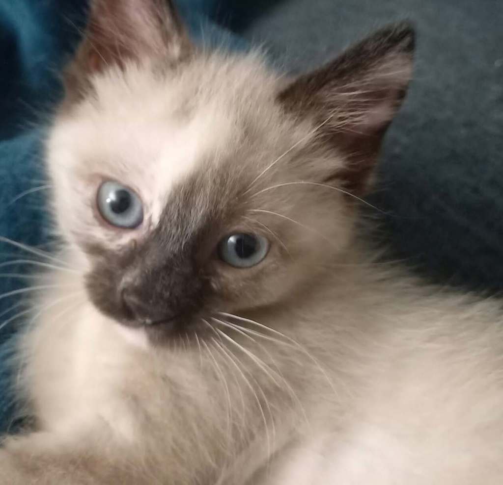 Shelter Stray Female Cat last seen SE 317th/Division, OR, 1700 W Historic Columbia River Hwy, Troutdale, OR 97060, USA