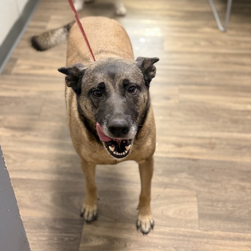 Shelter Stray Female Dog last seen Near Old Memory Lane, San Diego, CA, 92114, 5500 Gaines St, San Diego, CA 92110, USA