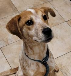 Shelter Stray Male Dog last seen SE 117th/ Market, PORTLAND, OR, 97233, 1700 W Historic Columbia River Hwy, Troutdale, OR 97060, USA
