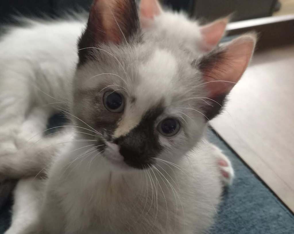 Shelter Stray Female Cat last seen SE 317th/Division, OR, 1700 W Historic Columbia River Hwy, Troutdale, OR 97060, USA