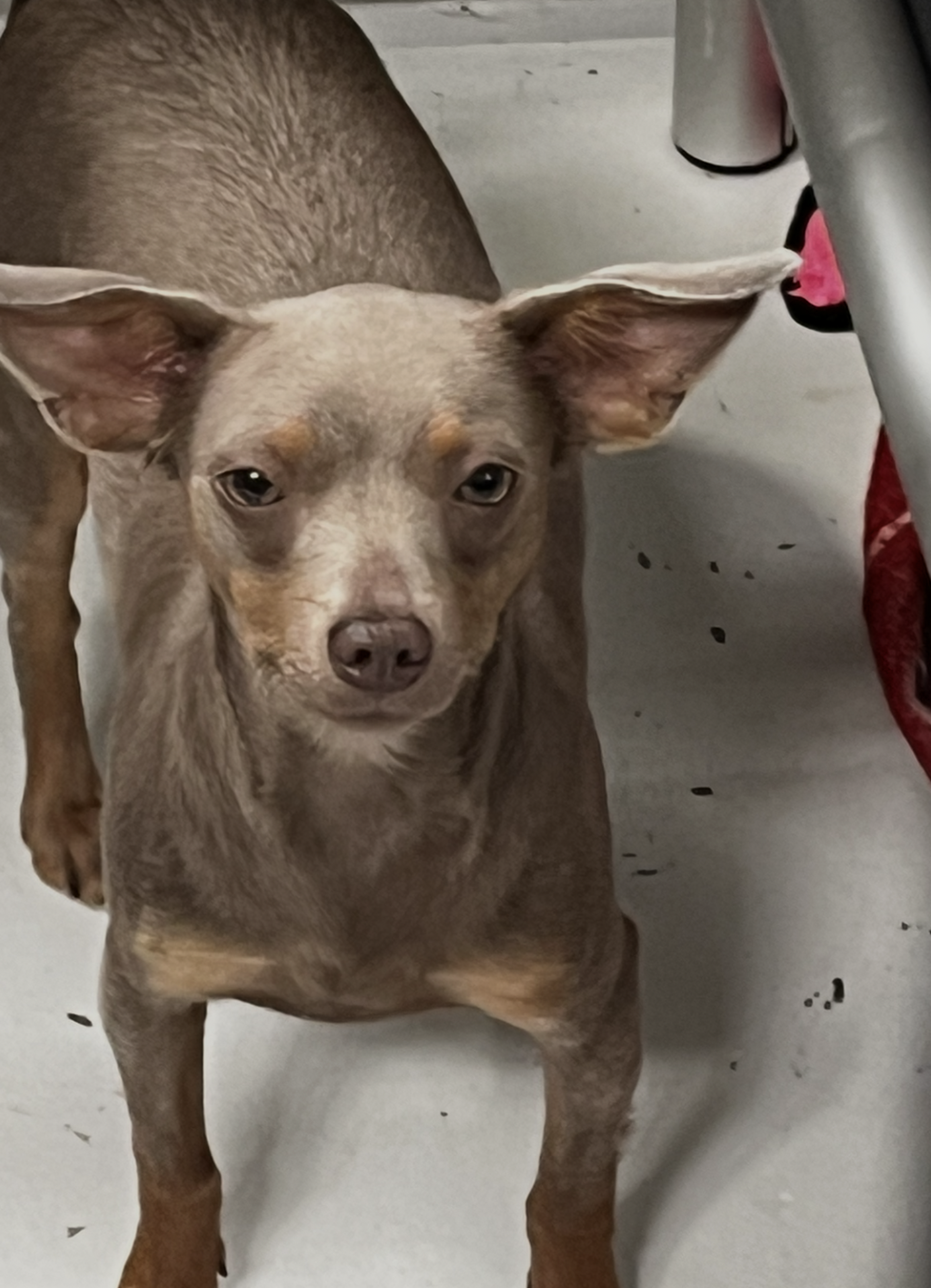 Shelter Stray Female Dog last seen Near Ashford Street, San Diego, CA, 92111, 5500 Gaines St, San Diego, CA 92110, USA
