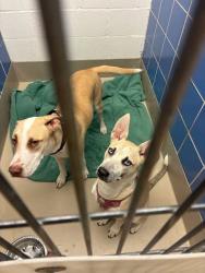 Shelter Stray Unknown Dog last seen Near W North Loop Boulevard, AUSTIN, TX, 78751, 7201 Levander Loop bldg a, Austin, TX 78702, USA