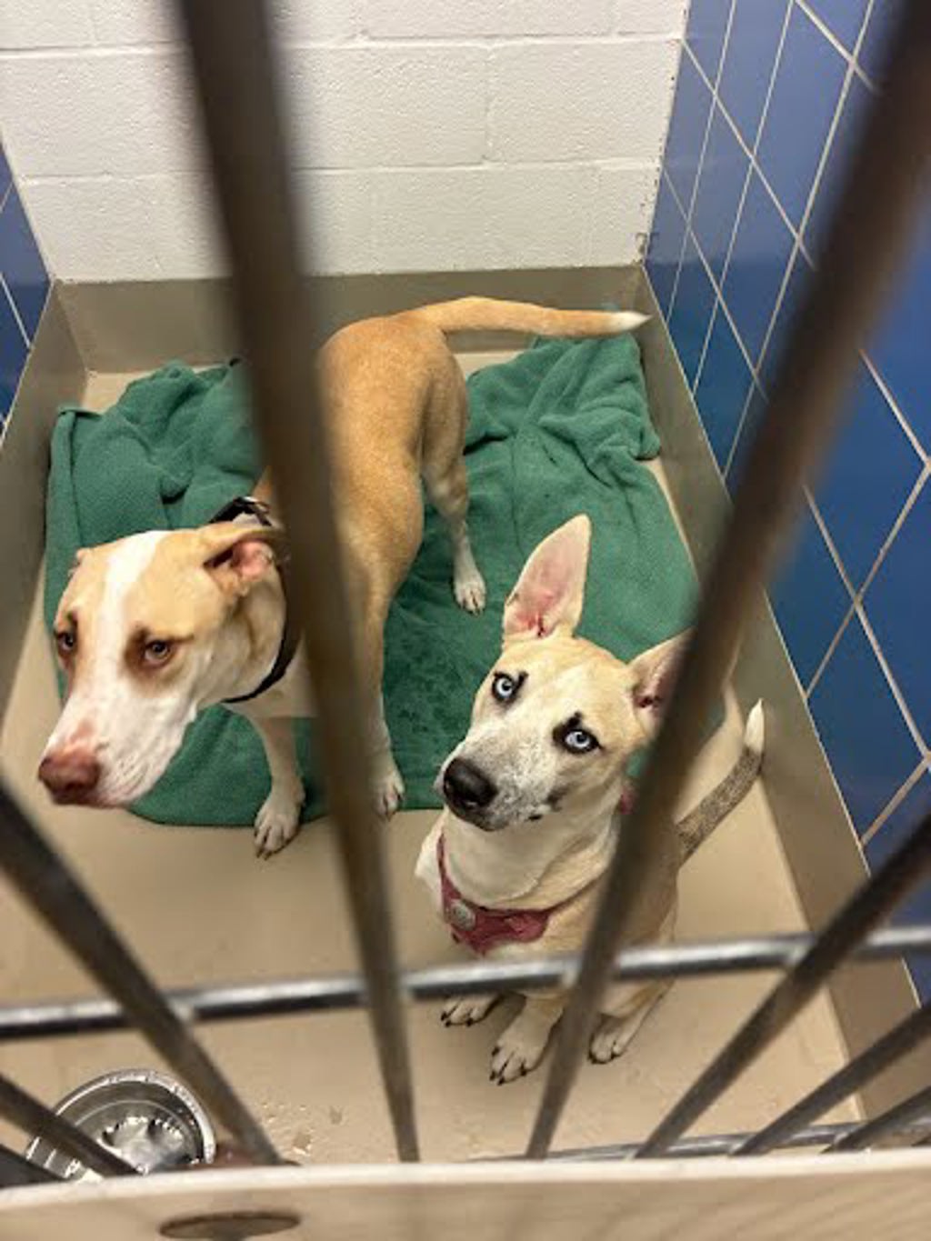 Shelter Stray Unknown Dog last seen Near W North Loop Boulevard, AUSTIN, TX, 78751, 7201 Levander Loop bldg a, Austin, TX 78702, USA