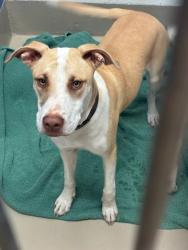 Shelter Stray Unknown Dog last seen Near W North Loop Boulevard, AUSTIN, TX, 78751, 7201 Levander Loop bldg a, Austin, TX 78702, USA
