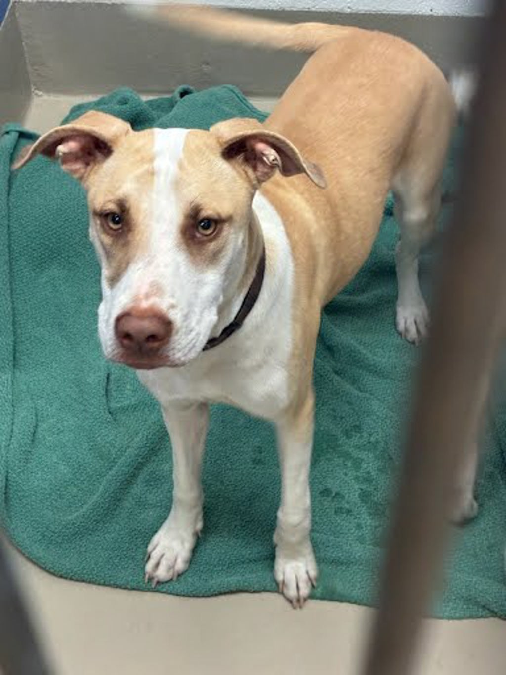 Shelter Stray Unknown Dog last seen Near W North Loop Boulevard, AUSTIN, TX, 78751, 7201 Levander Loop bldg a, Austin, TX 78702, USA