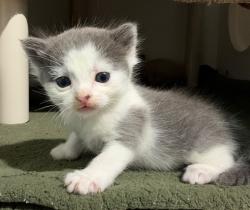 Shelter Stray Female Cat last seen S Francis Street, San Diego, CA, 92113, 5500 Gaines St, San Diego, CA 92110, USA