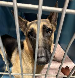 Shelter Stray Male Dog last seen College Grove Way, San Diego, CA, 92115, 5500 Gaines St, San Diego, CA 92110, USA