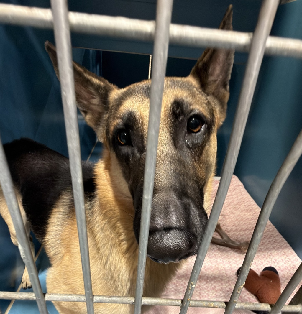 Shelter Stray Male Dog last seen College Grove Way, San Diego, CA, 92115, 5500 Gaines St, San Diego, CA 92110, USA