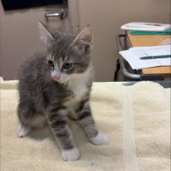 Shelter Stray Male Cat last seen , 2608 Center St, Tacoma, WA 98409, USA