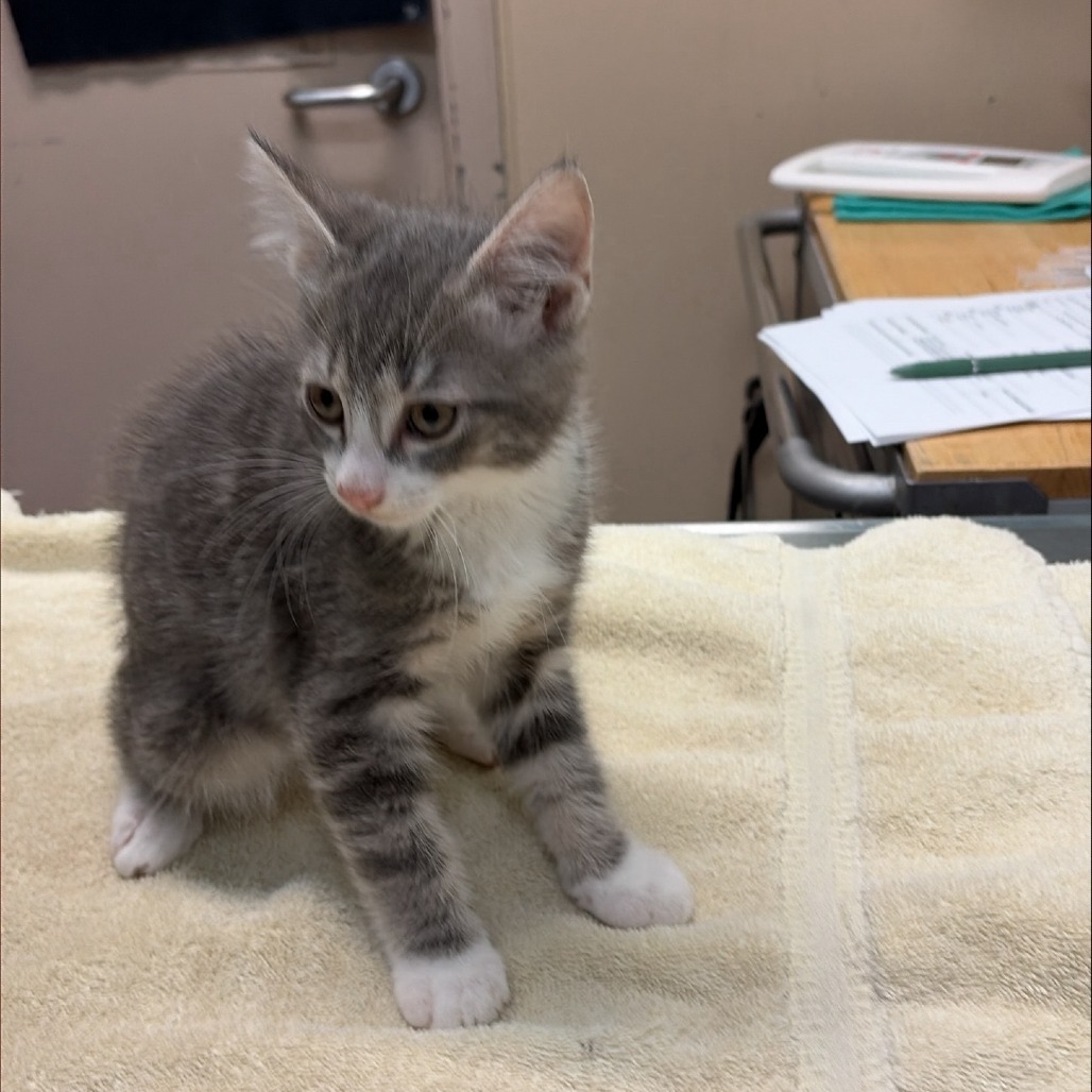 Shelter Stray Male Cat last seen , 2608 Center St, Tacoma, WA 98409, USA