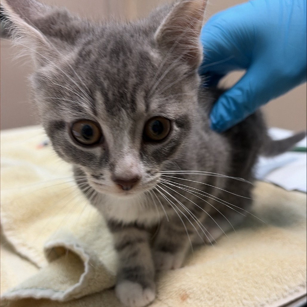 Shelter Stray Male Cat last seen , 2608 Center St, Tacoma, WA 98409, USA