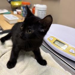 Shelter Stray Male Cat last seen , 2608 Center St, Tacoma, WA 98409, USA
