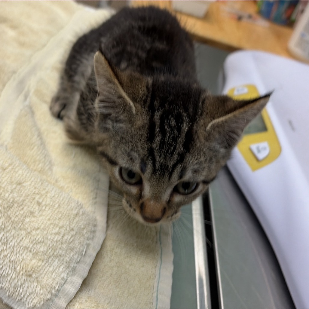 Shelter Stray Male Cat last seen , 2608 Center St, Tacoma, WA 98409, USA