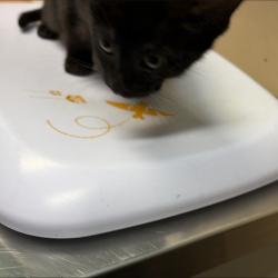 Shelter Stray Male Cat last seen , 2608 Center St, Tacoma, WA 98409, USA