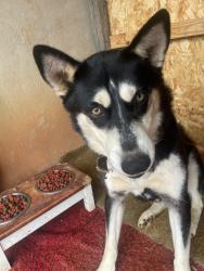 Reunited Female Dog last seen Mount pleasant, Roanoke, VA 24014