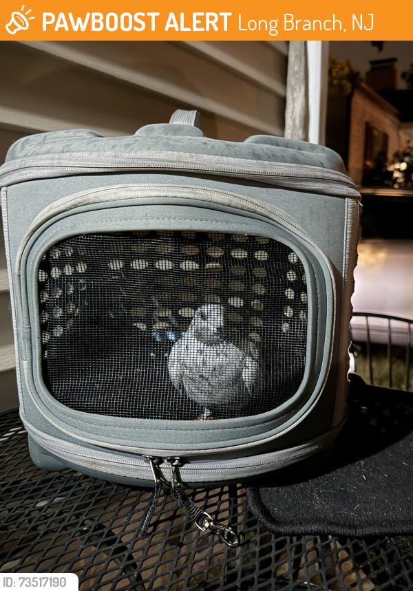 Found/Stray Unknown Bird last seen Norwood ave, Long Branch, NJ 07740