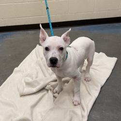 Shelter Stray Male Dog last seen , 2350 Appling City Cove, Memphis, TN 38133, USA