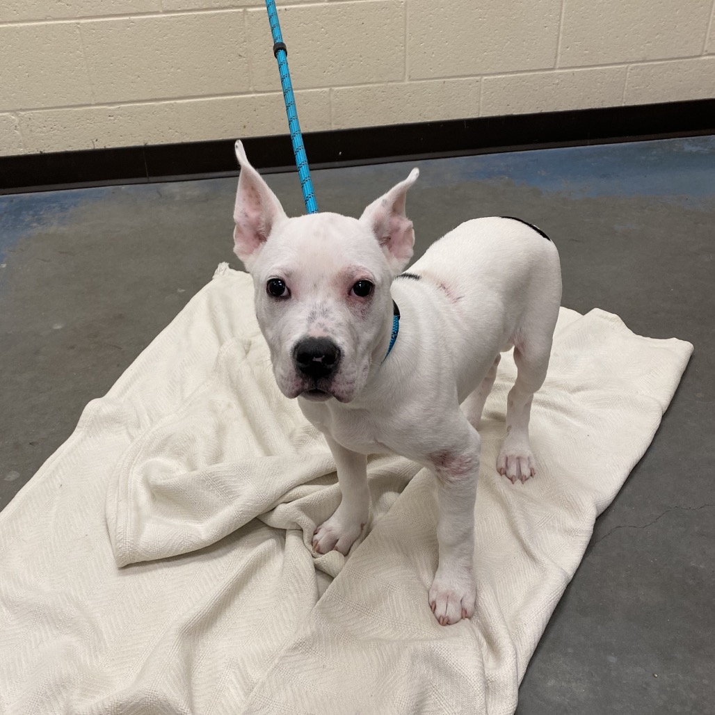 Shelter Stray Male Dog last seen , 2350 Appling City Cove, Memphis, TN 38133, USA