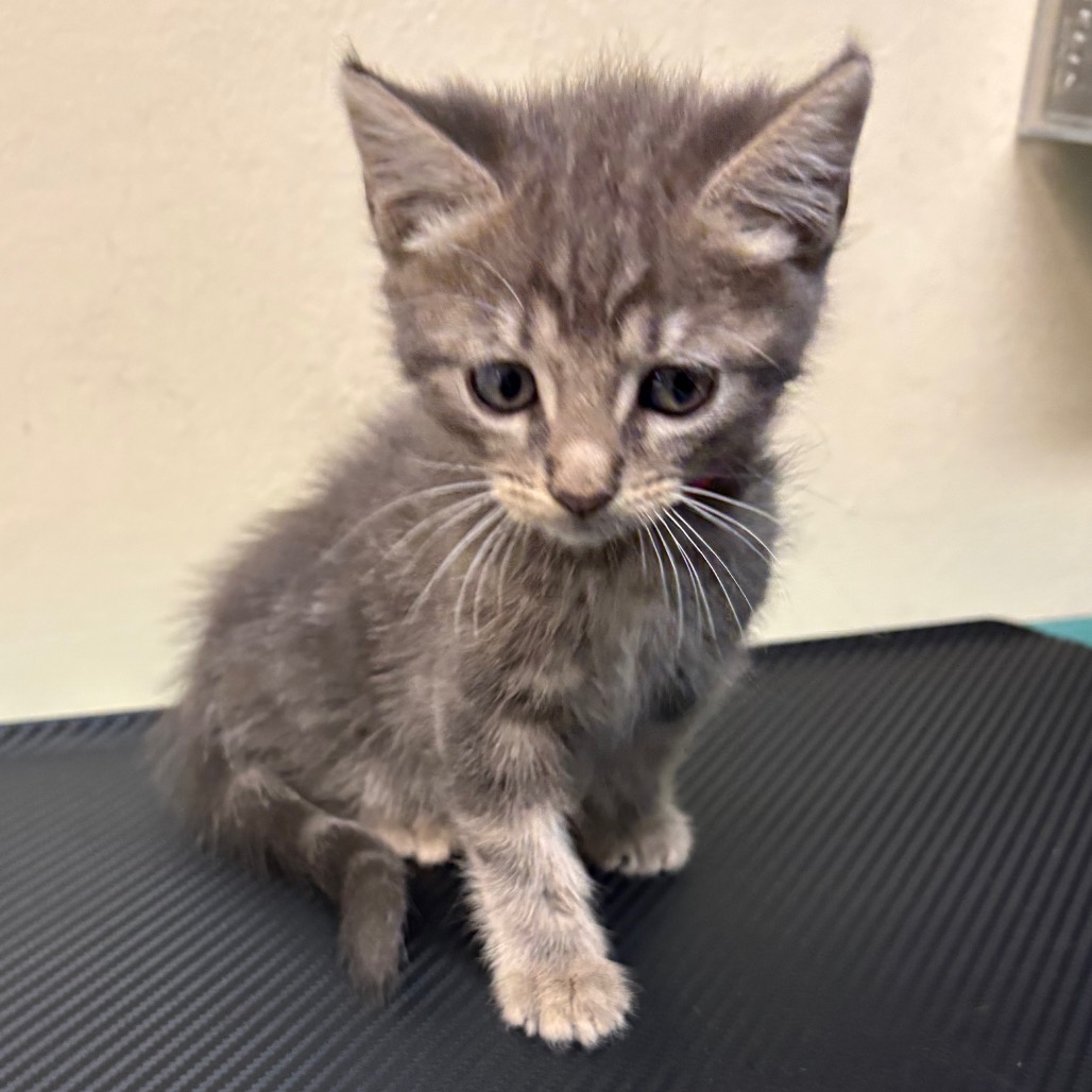 Shelter Stray Female Cat last seen , 361 S Raymond Ave, Pasadena, CA 91105, USA
