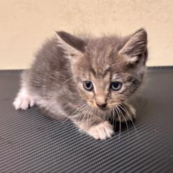 Shelter Stray Male Cat last seen , 361 S Raymond Ave, Pasadena, CA 91105, USA