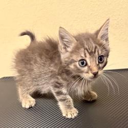 Shelter Stray Male Cat last seen , 361 S Raymond Ave, Pasadena, CA 91105, USA