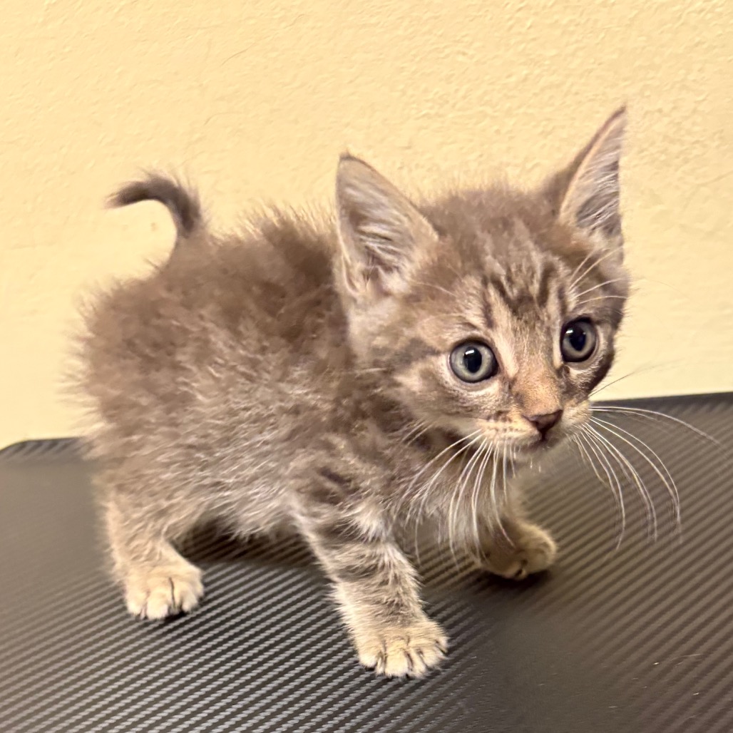 Shelter Stray Male Cat last seen , 361 S Raymond Ave, Pasadena, CA 91105, USA
