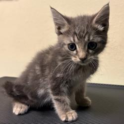 Shelter Stray Female Cat last seen , 361 S Raymond Ave, Pasadena, CA 91105, USA