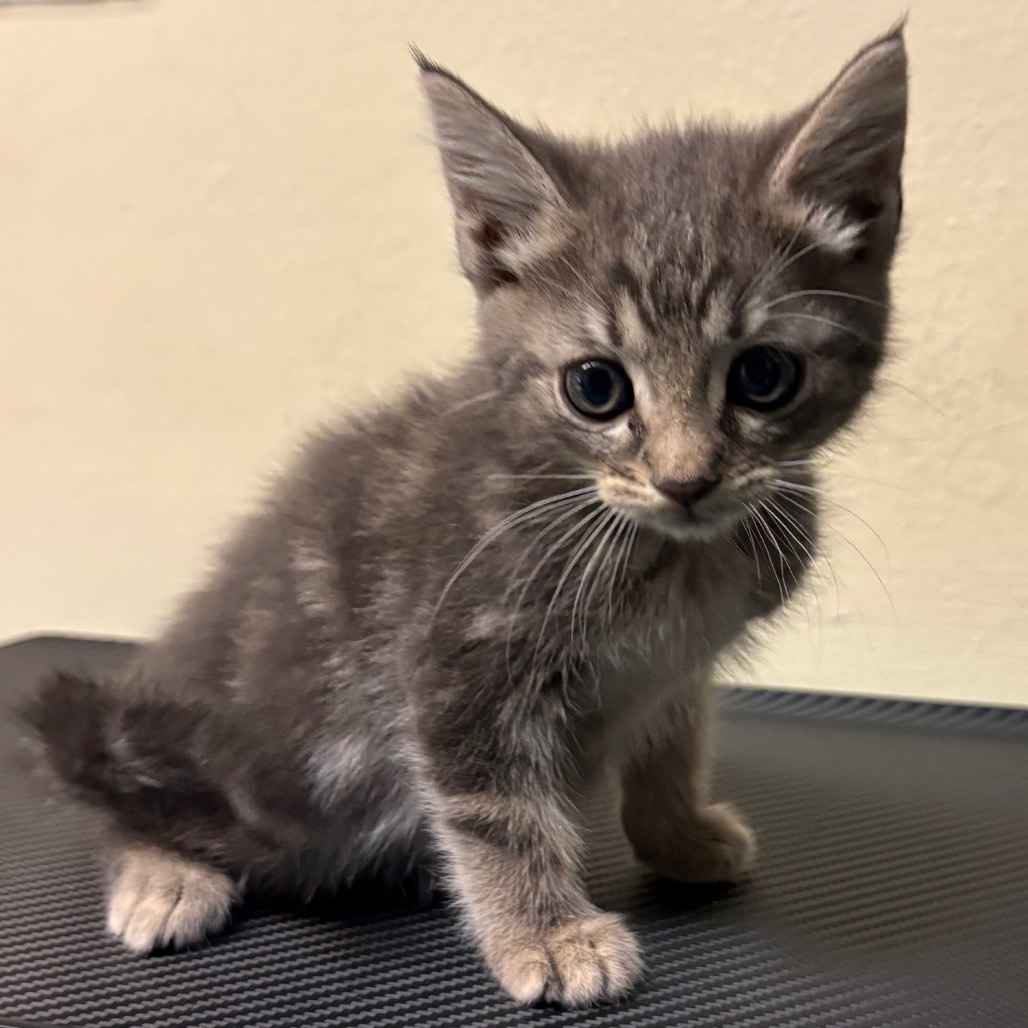 Shelter Stray Female Cat last seen , 361 S Raymond Ave, Pasadena, CA 91105, USA