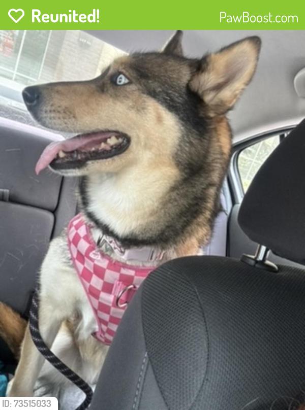 Reunited Female Dog last seen Vallejo, Vallejo, CA 94590