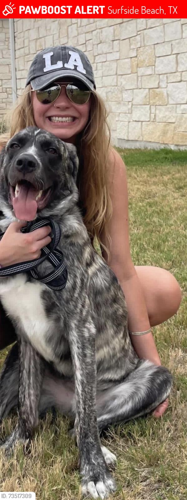 Lost Male Dog last seen Surfside Beach, Surfside Beach, TX 77541