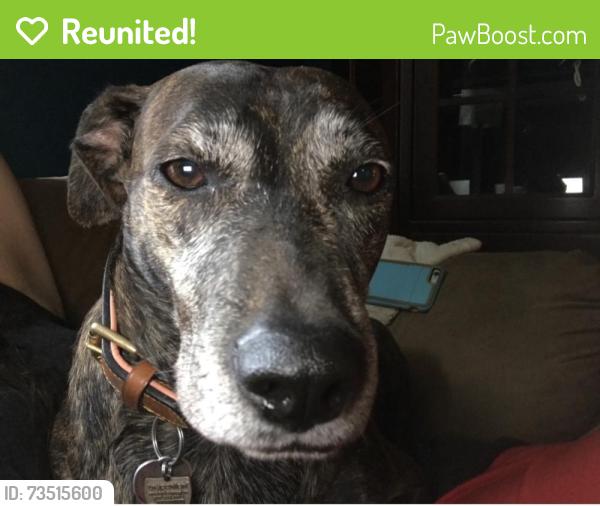 Reunited Male Dog last seen Near and Pine Ridge/Boxwood Church rd, Mocksville, NC 27028