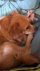 Reunited Male Dog last seen Mount Pleasant, Roanoke, VA 24014