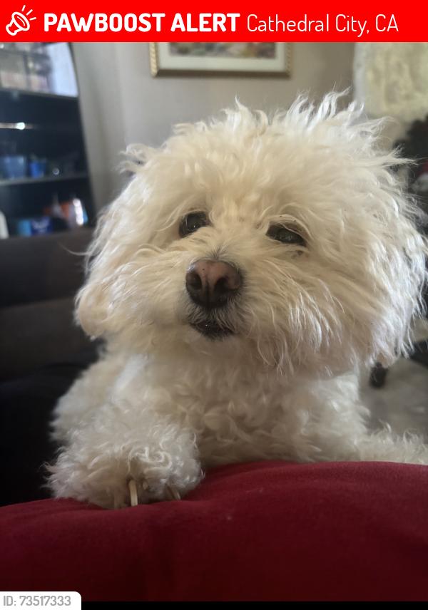 Lost Female Dog last seen Landau and Ramon, Cathedral City, CA 92234