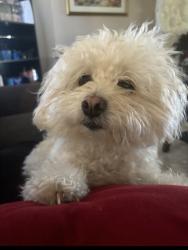 Lost Female Dog last seen Landau and Ramon, Cathedral City, CA 92234