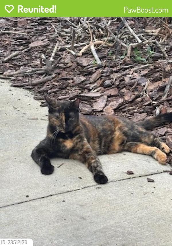 Reunited Female Cat last seen Conway forest, Orlando, FL 32812