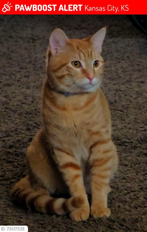Lost Male Cat last seen South 53rd and Klamm road, Kansas City, KS 66106