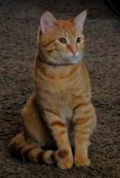 Lost Male Cat last seen South 53rd and Klamm road, Kansas City, KS 66106