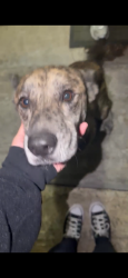 Found/Stray Unknown Dog last seen Oates dr, Dallas, TX 75228