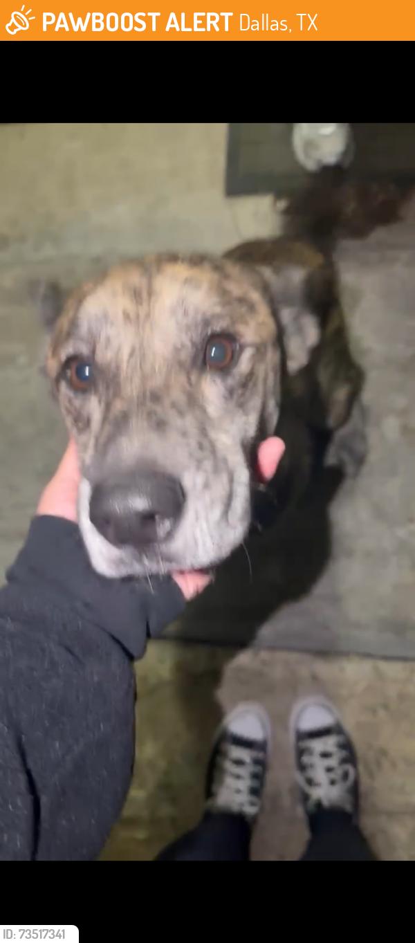 Found/Stray Unknown Dog last seen Oates dr, Dallas, TX 75228