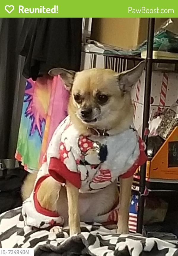 Reunited Female Dog last seen Barry Rd & Troost St, Kansas City, MO 64118