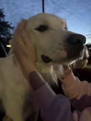Found/Stray Male Dog last seen Stumpy’s Restaurant, Granbury, TX 76048