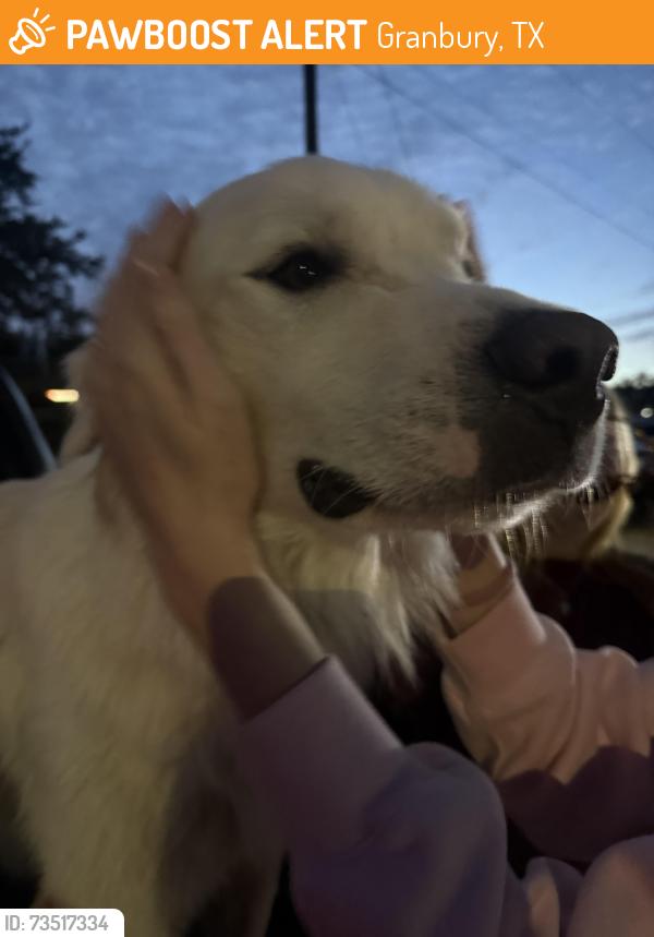 Found/Stray Male Dog last seen Stumpy’s Restaurant, Granbury, TX 76048