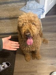 Reunited Female Dog last seen Colonial hills meO, Whitfield County, GA 30756