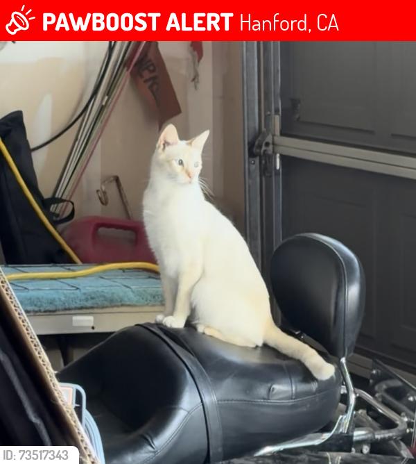 Lost Male Cat last seen Chardonnay, Hanford, CA 93230