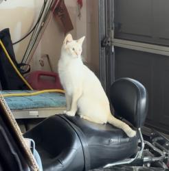 Lost Male Cat last seen Chardonnay, Hanford, CA 93230