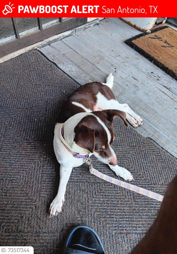 Lost Male Dog last seen Pine and Nevada last seen, San Antonio, TX 78203