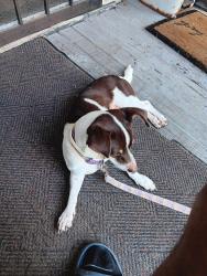 Lost Male Dog last seen Pine and Nevada last seen, San Antonio, TX 78203