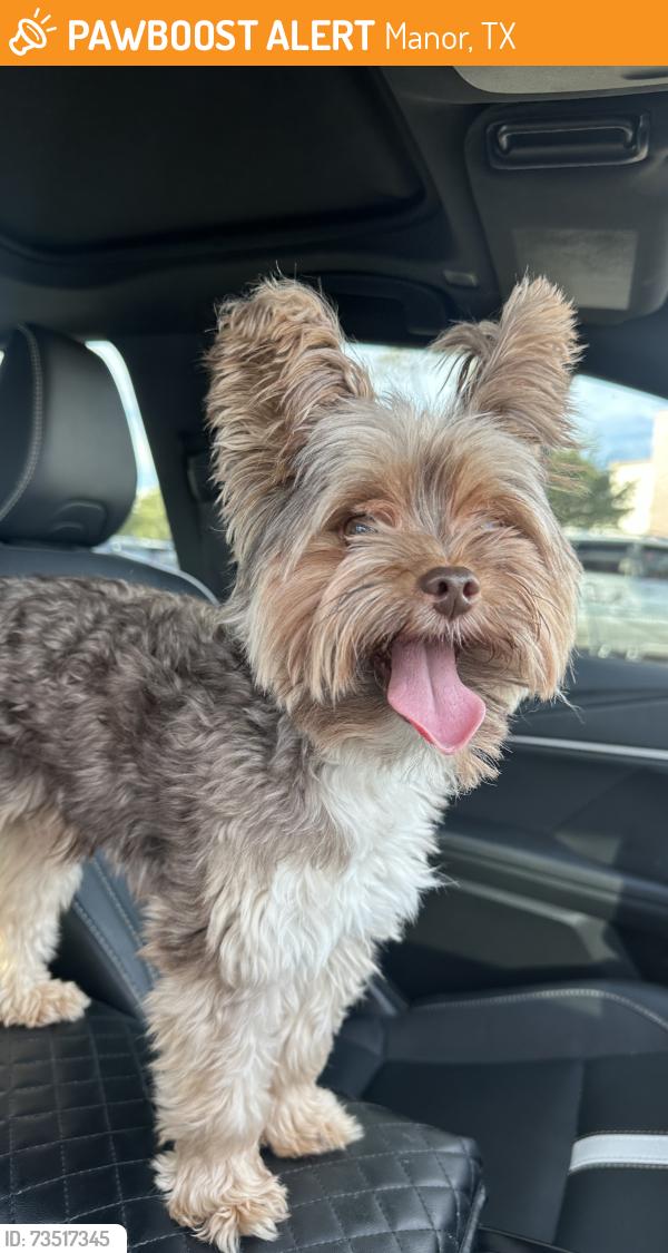 Found/Stray Male Dog last seen Howard Ln and Grans Central Dr Manor TX, Manor, TX 78653