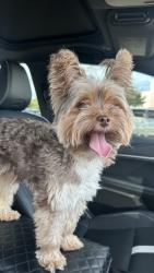 Found/Stray Male Dog last seen Howard Ln and Grans Central Dr Manor TX, Manor, TX 78653